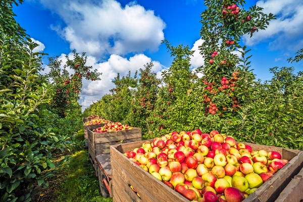 Obstparadies Altes Land