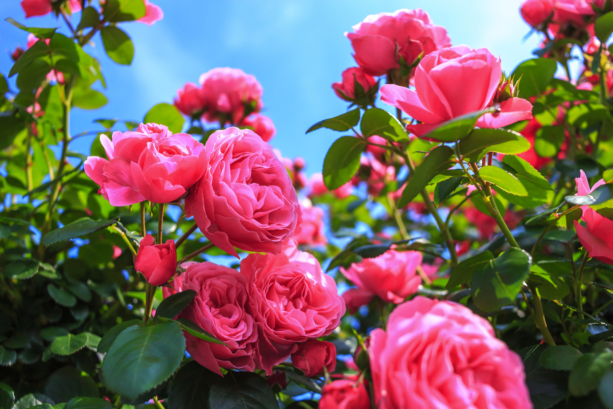 © TOMO - stock.adobe.com