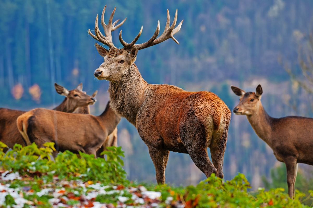 © saumhuhn - stock.adobe.com