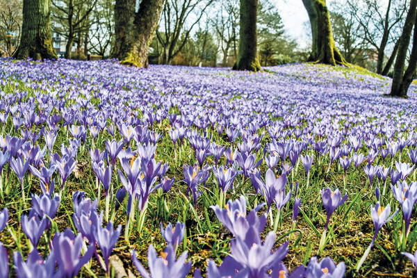 Krokusblüte im Norden