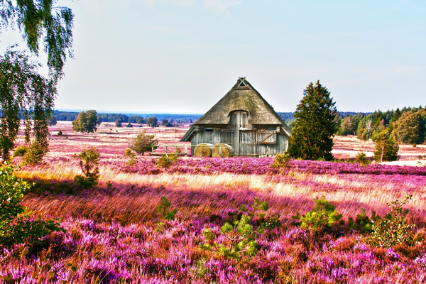 Lüneburger Heide