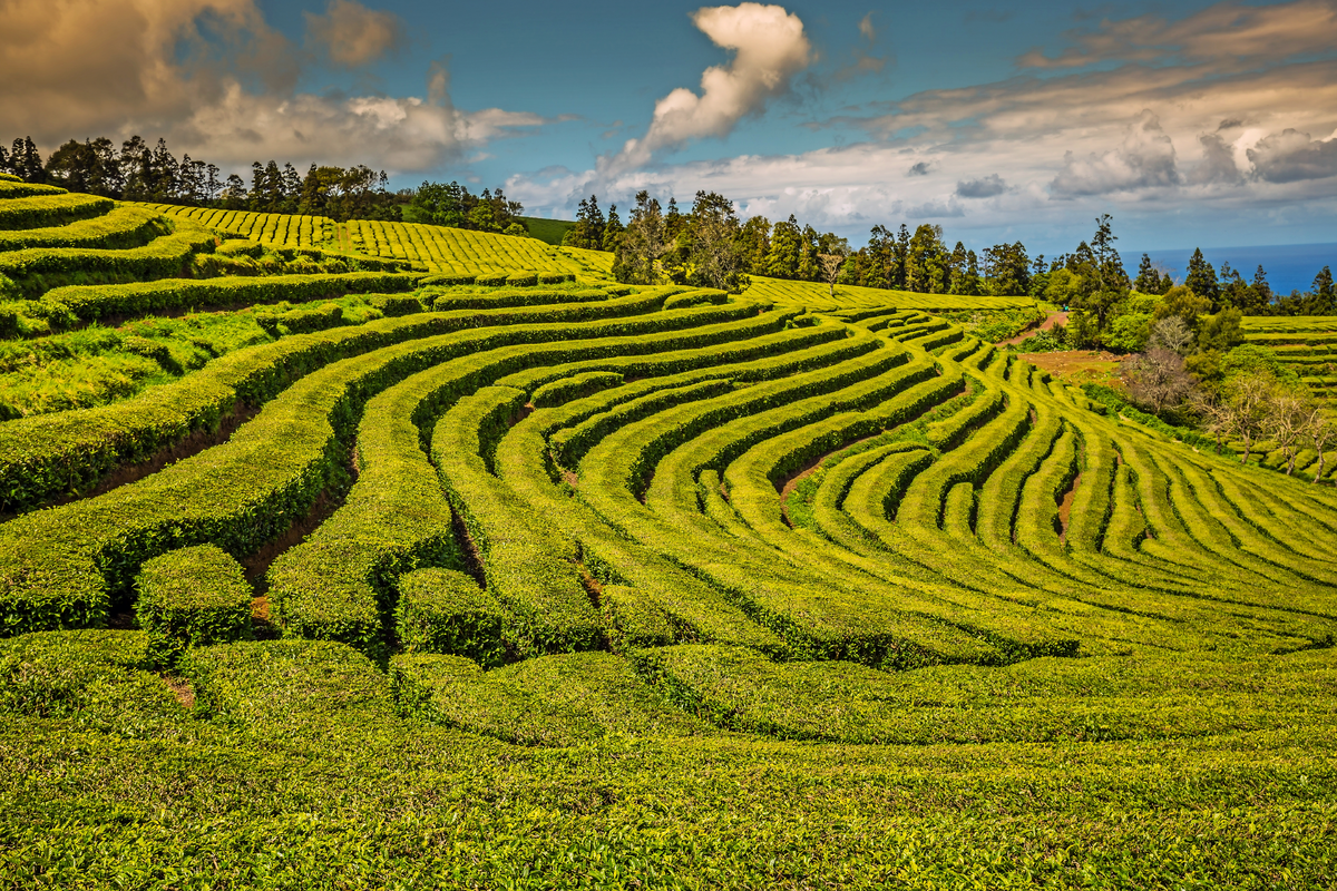 © Lukasz Janyst - stock.adobe.com