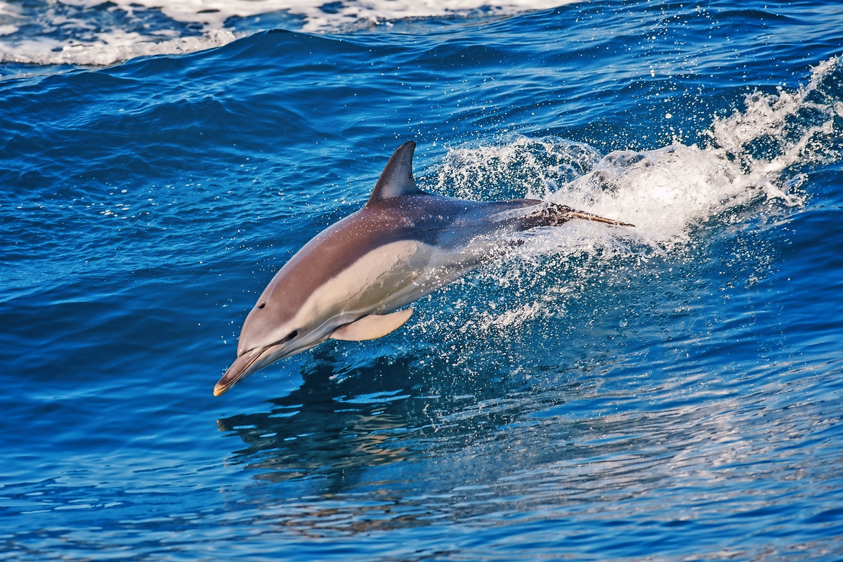 © chirnoagarazvan - stock.adobe.com