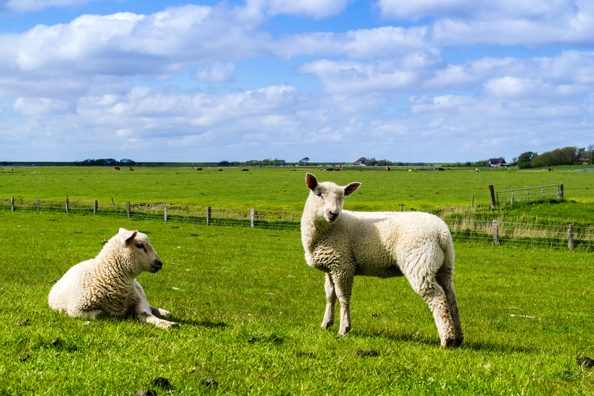 © Animaflora PicsStock - stock.adobe.com